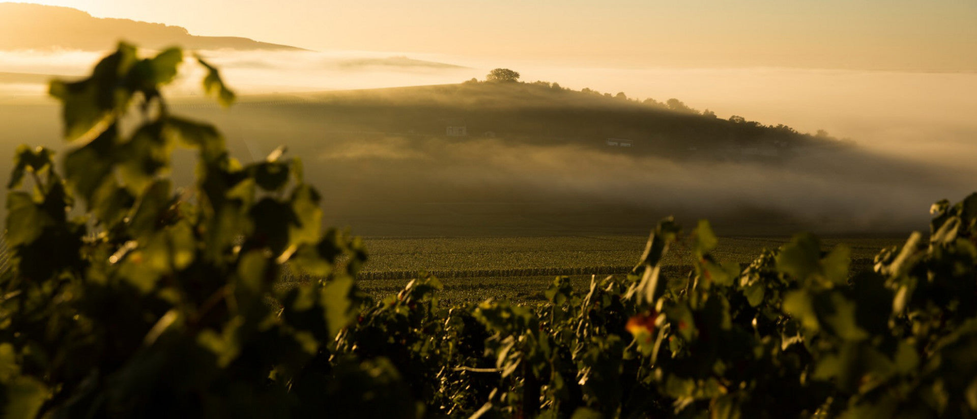 Dom Pérignon